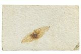 Fossil Winged Seed (Ailanthus) - Wyoming #245165-1